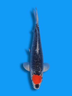 Ginrin Tancho Goshiki | Koi&Co.